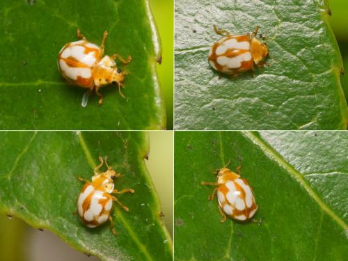 Vibidia duodecimguttata